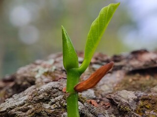 nature, leaf, plant, insect, macro, spring, leaves, summer, closeup, water, flower, grass, bug, close-up, garden, tree, rain, green, flora, dew, fly, branch, small, drop, animal,anderson grass yellow,