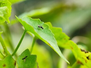 insect, macro, fly, nature, bug, leaf, beetle, animal, closeup, flower, black, garden, bee, close-up, wildlife, plant, wings, close, detail, insects, summer, entomology, wild, wing