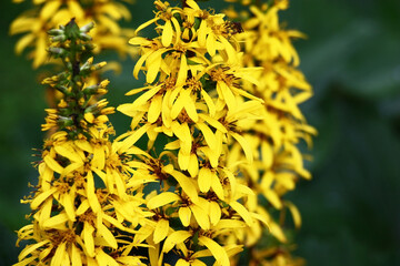 Long inflorescences with bright yellow flowers of a ligularia przewalskii.