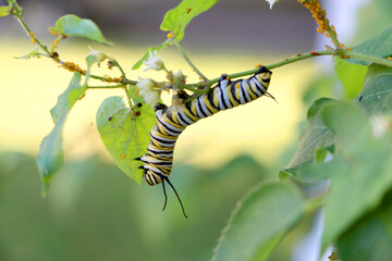 Monarch butterfly caterpillar eating milkweed vine leaf hanging upside down