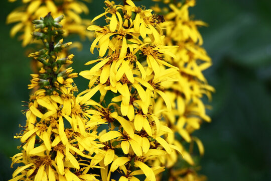 Long inflorescences with bright yellow flowers of a ligularia przewalskii.