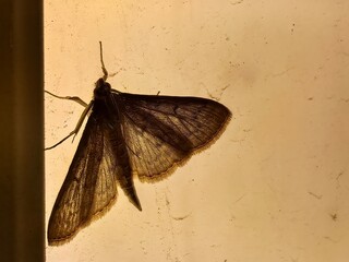 Butterfly insect in the house lighting