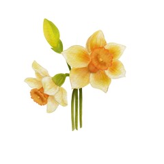 Watercolor bouquet of yellow daffodils - obrazy, fototapety, plakaty