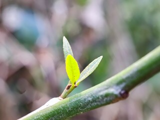 nature, leaf, plant, insect, macro, spring, leaves, summer, closeup, water, flower, grass, bug, close-up, garden, tree, rain, green, flora, dew, fly, branch, small, drop, animal,anderson grass yellow,