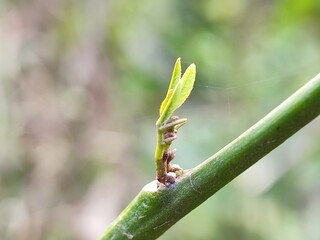 nature, leaf, plant, insect, macro, spring, leaves, summer, closeup, water, flower, grass, bug, close-up, garden, tree, rain, green, flora, dew, fly, branch, small, drop, animal,anderson grass yellow,