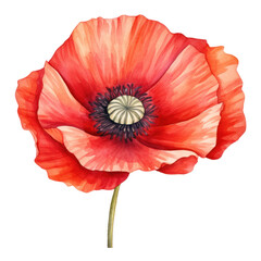 Red Poppy Watercolor Illustration