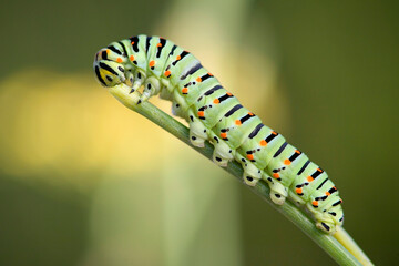 butterfly caterpillar Papilio machaon  Sardinia italy