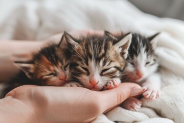 Embracing New Beginnings: Woman’s hand cradling cute newborn kittens - Ideal for pet blogs, animal welfare awareness, or commemorating Love Your Pet Day