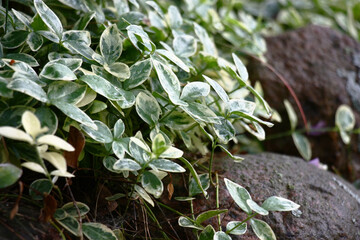 Summer evening in a decorative garden. The poecilophyllous vinca creeps on stones, decorating them. All wet and in water drops after a rain.