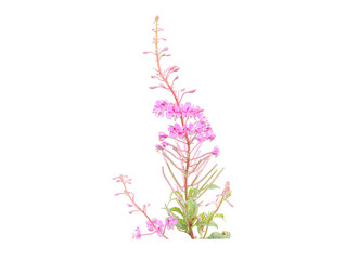 Vibrant pink fireweed blossom close-up