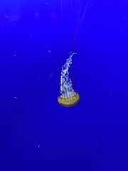 Jellyfish