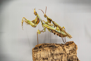 Montreal, Canada - July 30 2022: Various Insect specimen exhibited in Montreal insectarium
