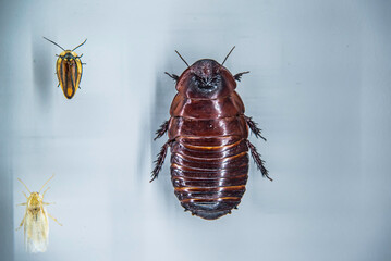 Montreal, Canada - July 30 2022: Various Insect specimen exhibited in Montreal insectarium