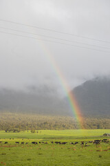 rainbow coming out of meadow with cows in New Zealand