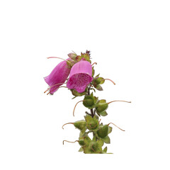 Obraz premium Twig with purple flower digitalis purpurea-