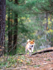 Shiba inu puppy run