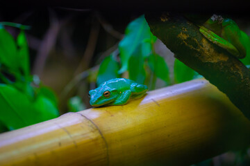 The Chinese flying frog or Chinese gliding frog (Zhangixalus dennysi) is a species of tree frog. Its natural habitats are subtropical or tropical moist lowland forest, subtropical or tropical moist.