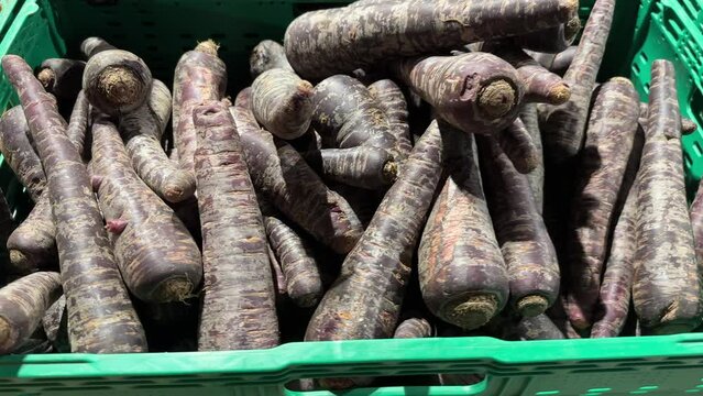 fresh purple carrots in the hand of a woman in a grocery supermarket. 