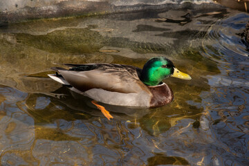 A single male Mallard Duck.