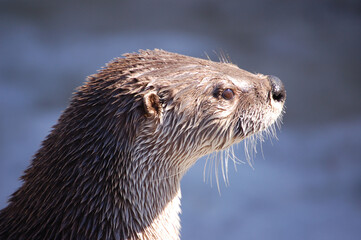Close-up of a Northern River Otter