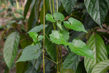 View from above of the back garden with beautiful potted ornamental flower plants for home decoration