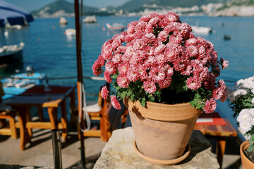 Small red chrysanthemums grow in a clay pot on a stone fence on the terrace of a restaurant by the sea - Powered by Adobe