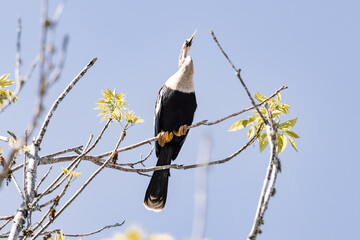 Female anhinga sitting on a branch in the tree 