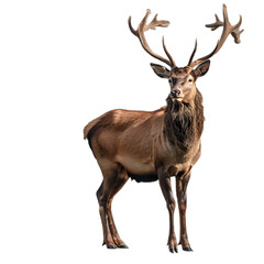 Majestic Deer With Large Antlers on White Background