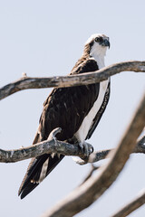 Osprey sitting on a branch at Lake Apopka in Florida