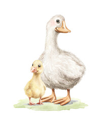 Cute vintage family with yellow duckling and mother goose on green grass lawn composition isolated on white background. Watercolor hand drawn illustration sketch © Mimomy