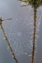 spider web with dew drops