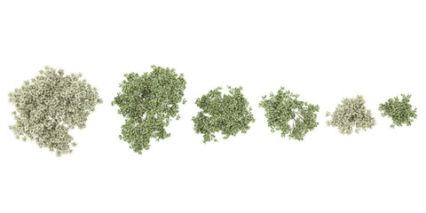 Top view of Flax-leaved paperbark trees cutout backgrounds 3d rendering png