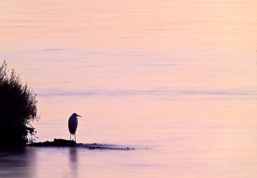 Sunset over the Cabras lagoon. Egret on the shore. Oristano. Sardinia. Italy