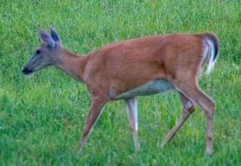 white tailed deer in the grass