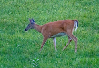 deer in the grass