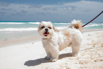 white dog on the beach
