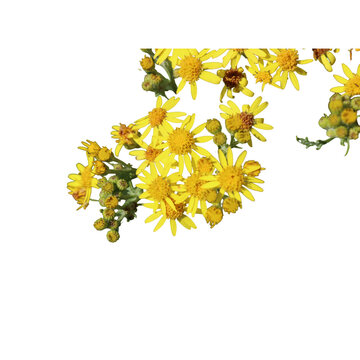 Bright yellow ragwort flowers isolated on white background