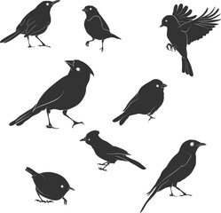 Obraz premium collection of birds