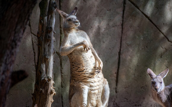  Canguru  co&ccedil;ar a barriga