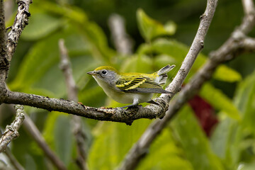 Chestnut-sided Warbler (Setophaga pensylvanica) during autumn migration