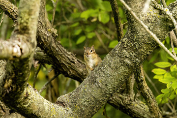 The eastern chipmunk (Tamias striatus). The eastern chipmunk is rodent  species living in eastern North America