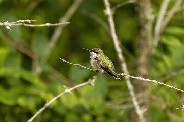 Ruby-throated hummingbird ( Archilochus colubris ) in Wisconsin