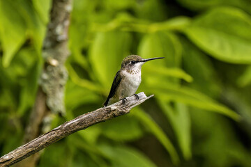 Ruby-throated hummingbird ( Archilochus colubris ) in Wisconsin