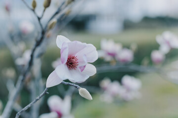Fototapeta na wymiar Amazing Magnolia flowers in a spring garden. Springtime background.