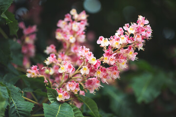 Branch of the red horse-chestnut with inflorescence. A blooming bunch of chestnut on a blurred background. Chestnut blossom in the park. 