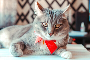 Portrait of young grey cat with bright red bow tie. Festive domestic cat during the holiday