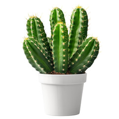 Cactus in Pot Isolated on Transparent or White Background, PNG