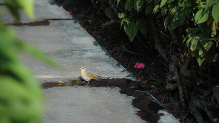 Saffron Finches: Playful exploration among garden plants. A vibrant scene of feathered curiosity and natural beauty.