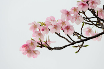 まだ寒さが厳しい2月、早咲きの河津桜が咲き始める。春の気配を感じる神戸の灘浜。