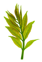 Botanical element for marketing cosmetics spa or beauty care products. elderberry leaf. Spring...